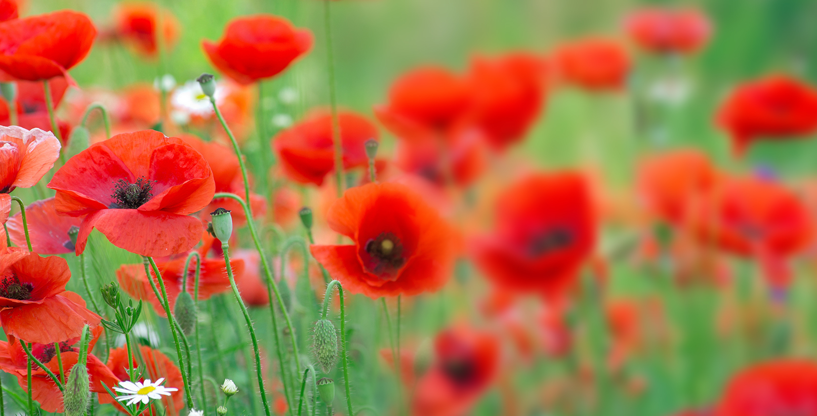 קומת השדה